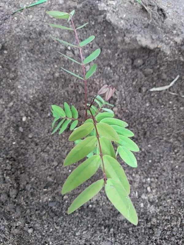 tree image