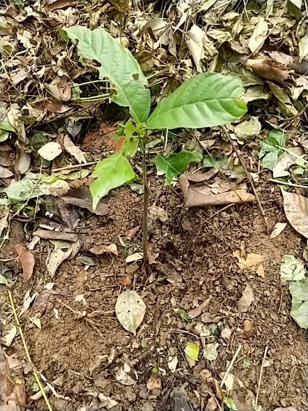 tree image