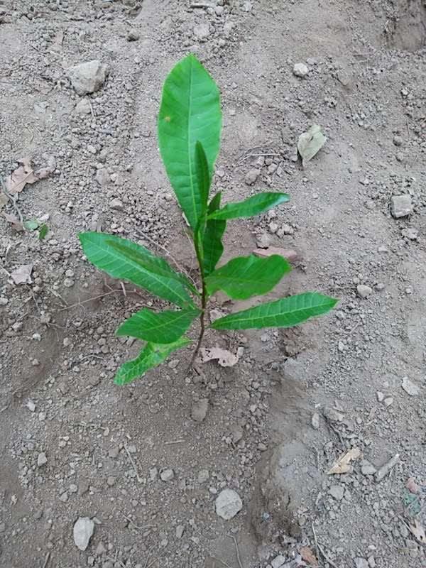 tree image