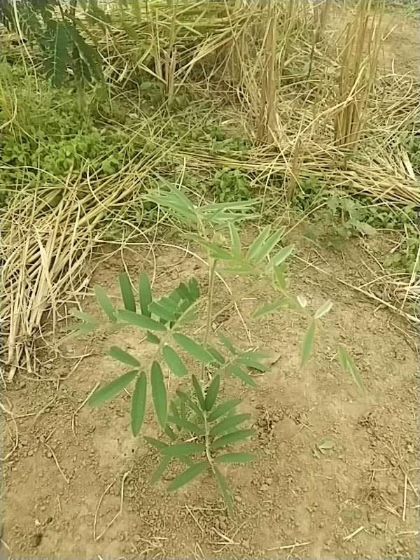 tree image