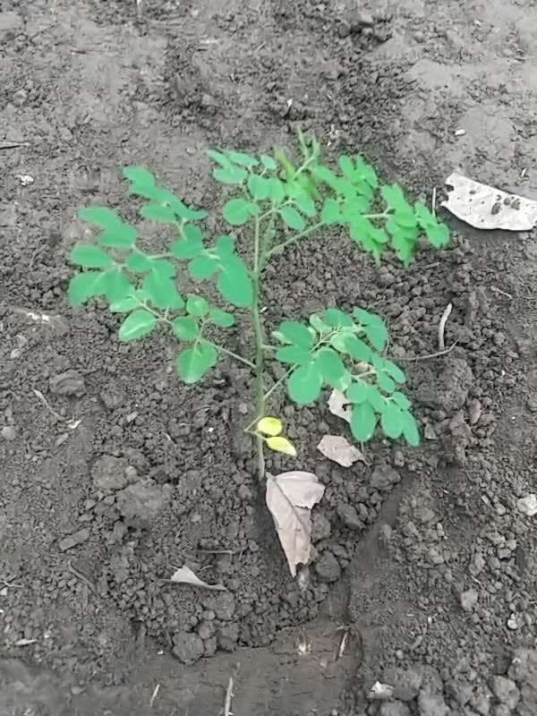 tree image