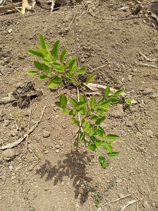 tree image