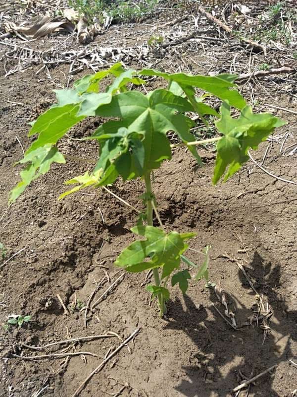 tree image