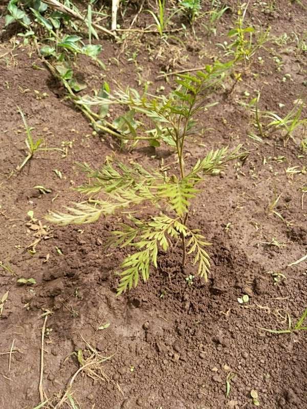tree image