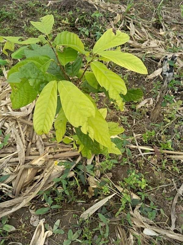 tree image