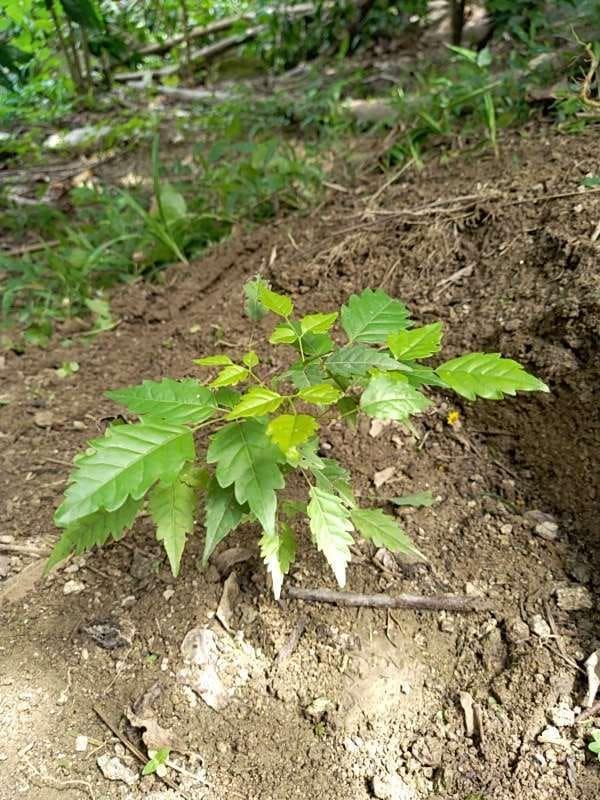 tree image