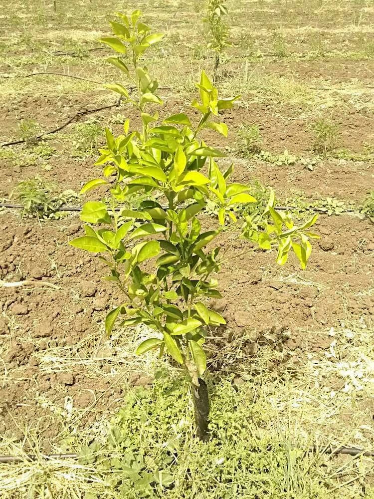 tree image