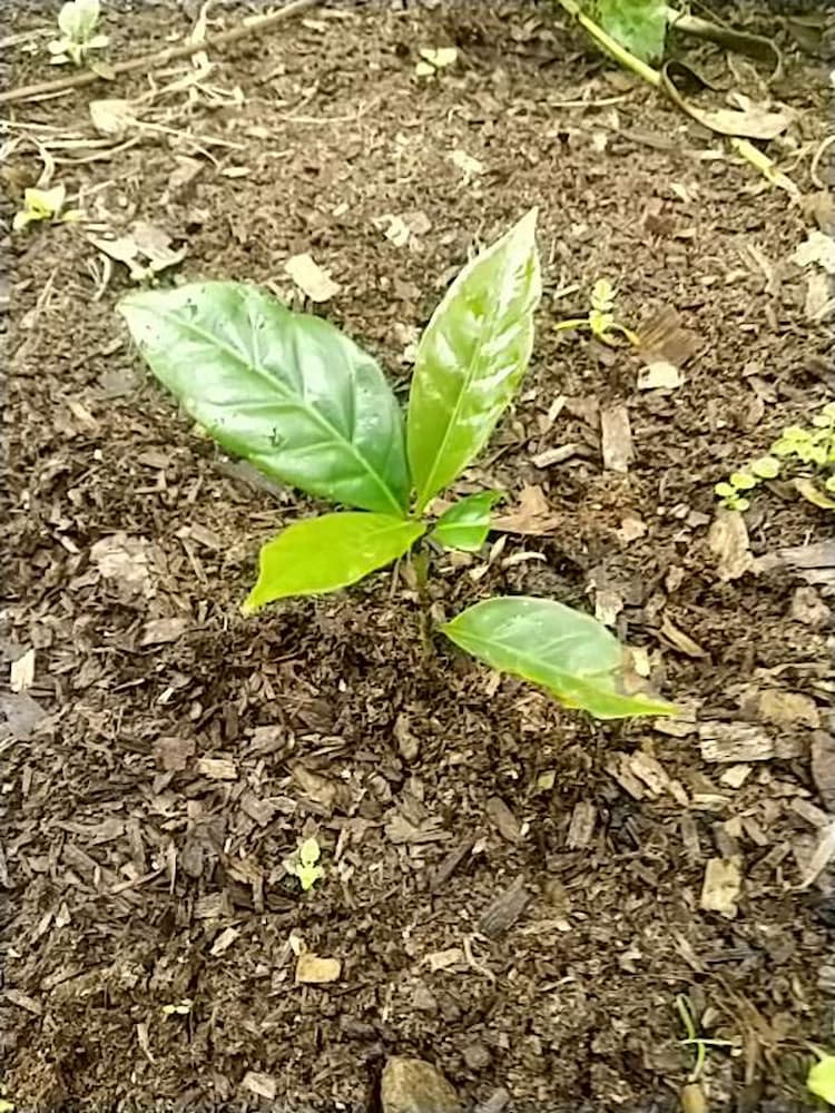 tree image