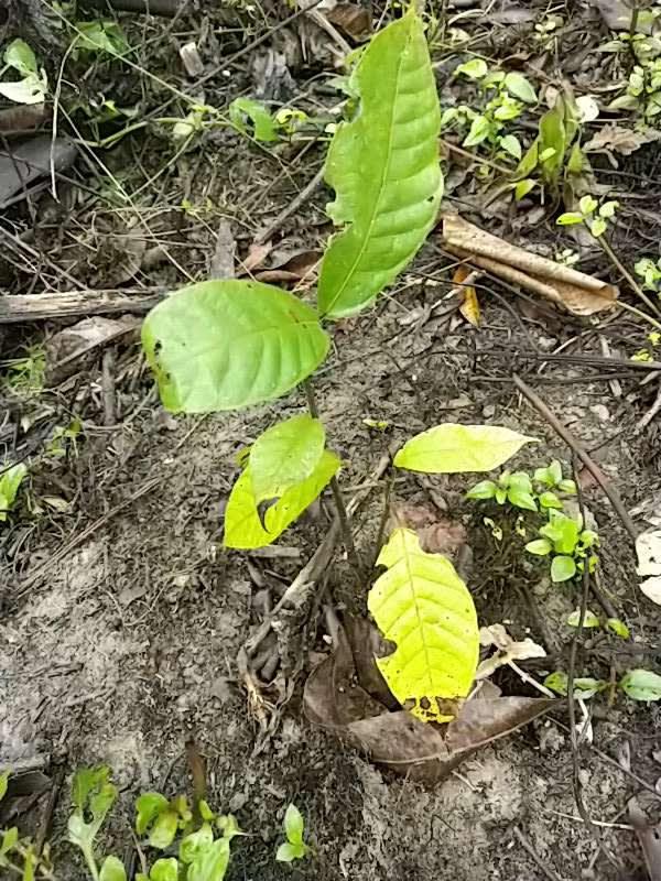 tree image