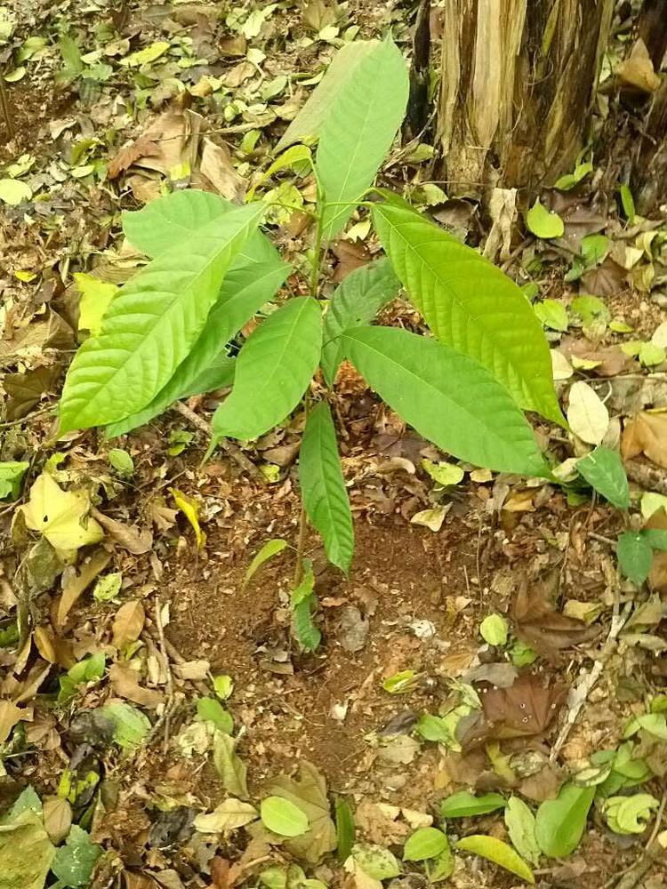 tree image
