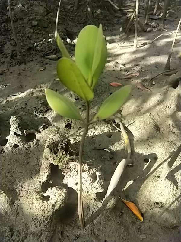 tree image