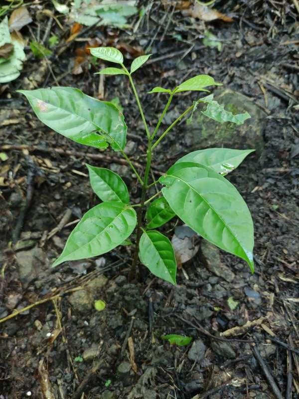 tree image