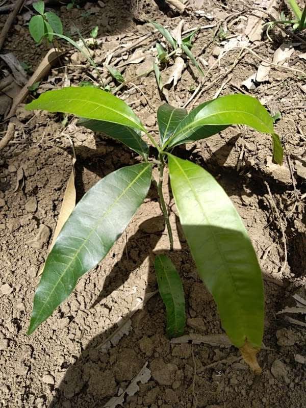 tree image