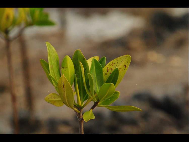 tree image