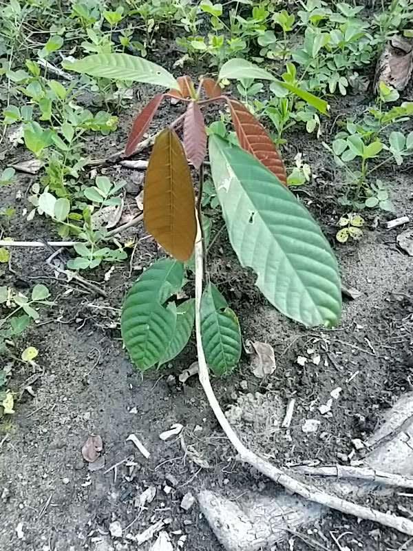 tree image
