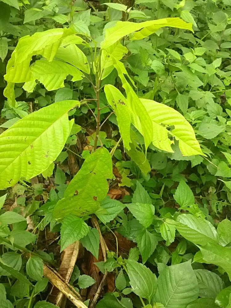 tree image