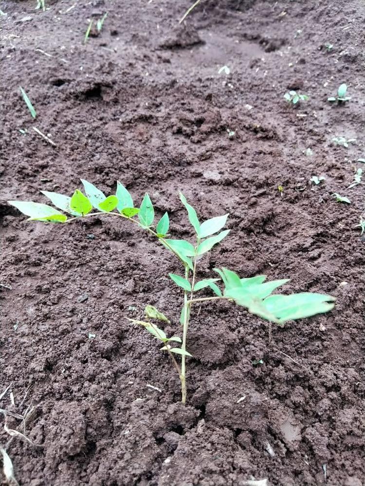 tree image