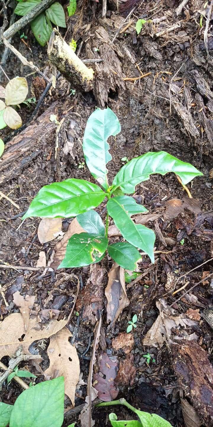 tree image