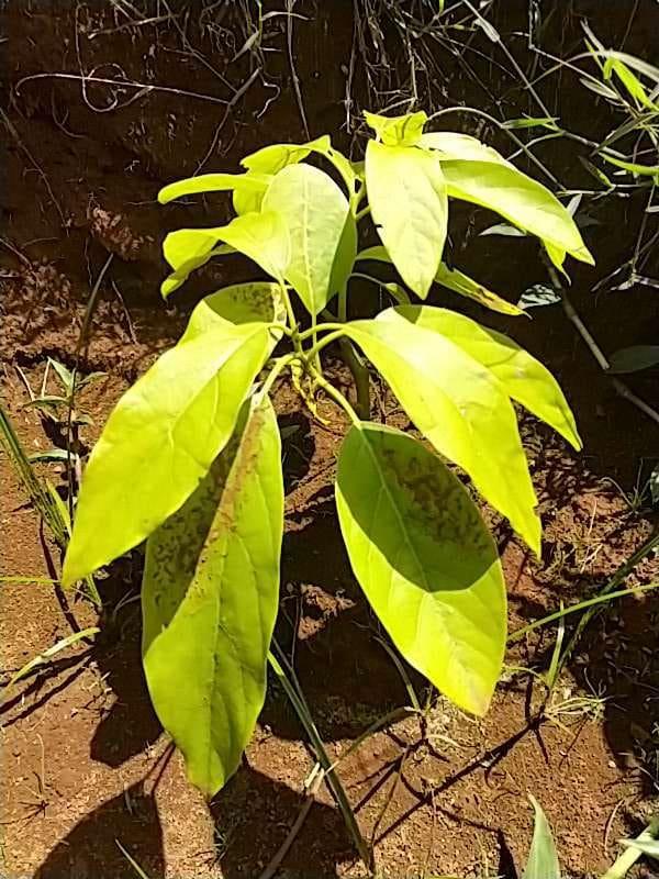 tree image