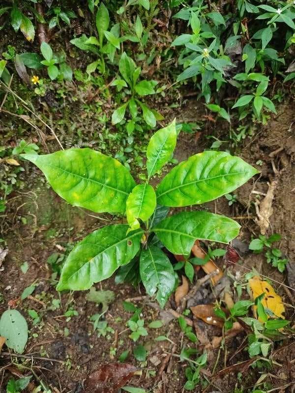 tree image