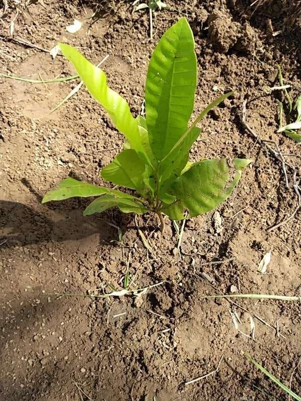tree image