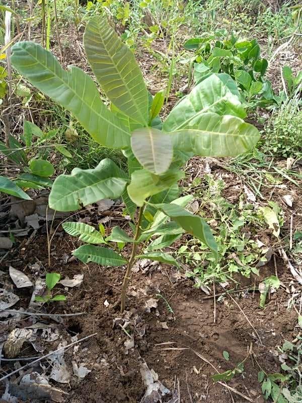 tree image