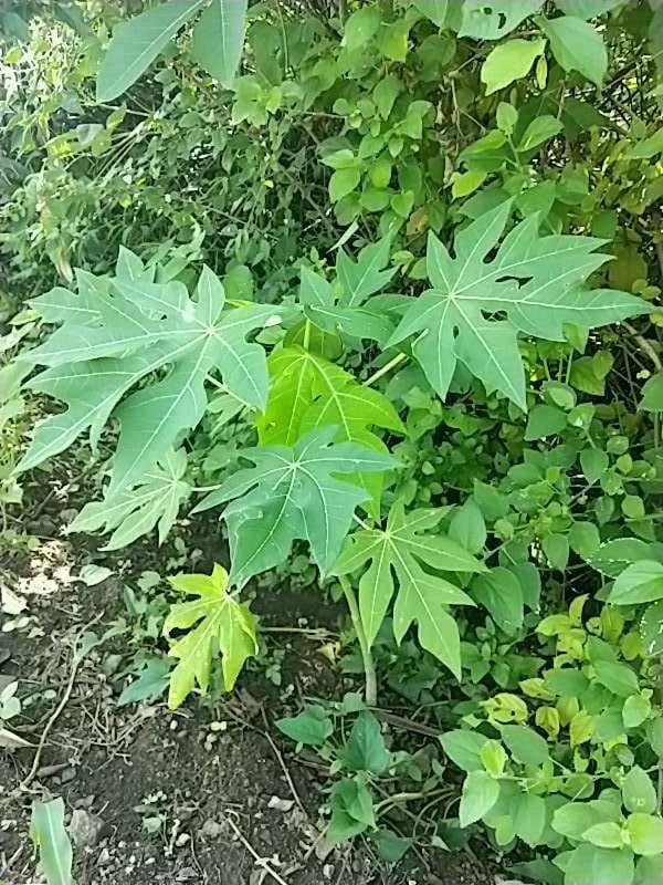tree image