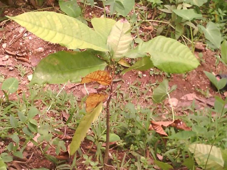 tree image