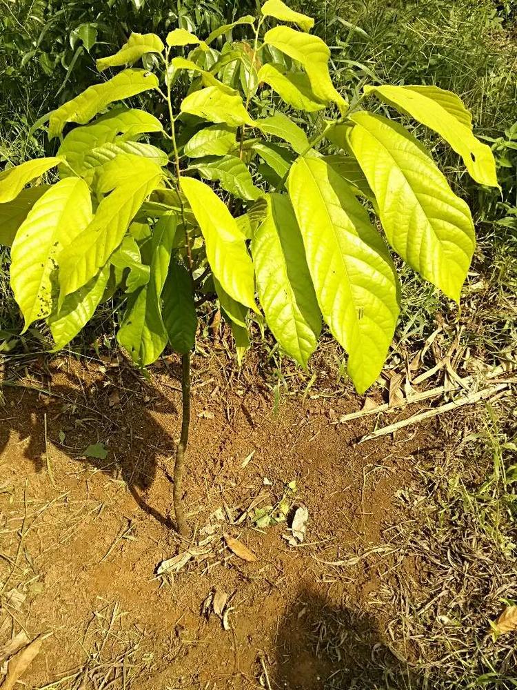 tree image