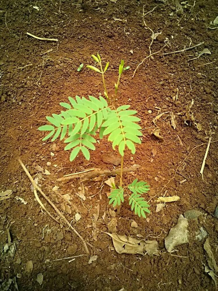 tree image