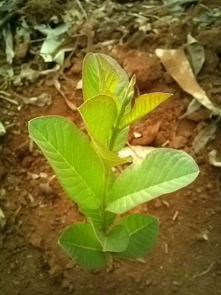 tree image