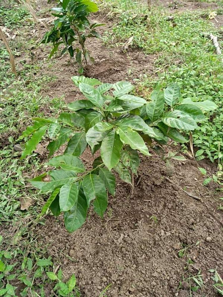 tree image