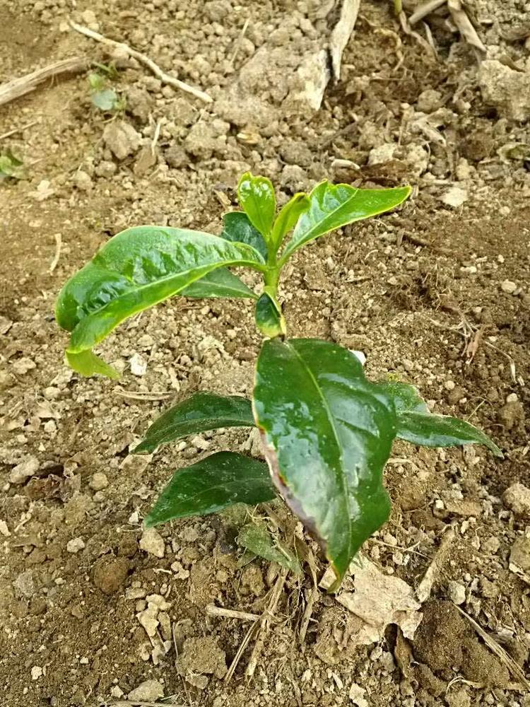 tree image