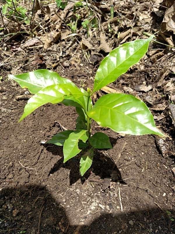 tree image