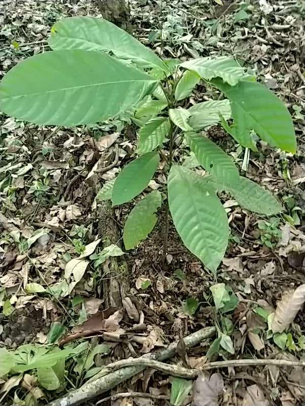 tree image