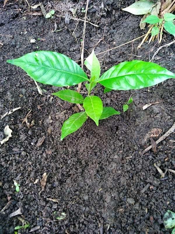 tree image