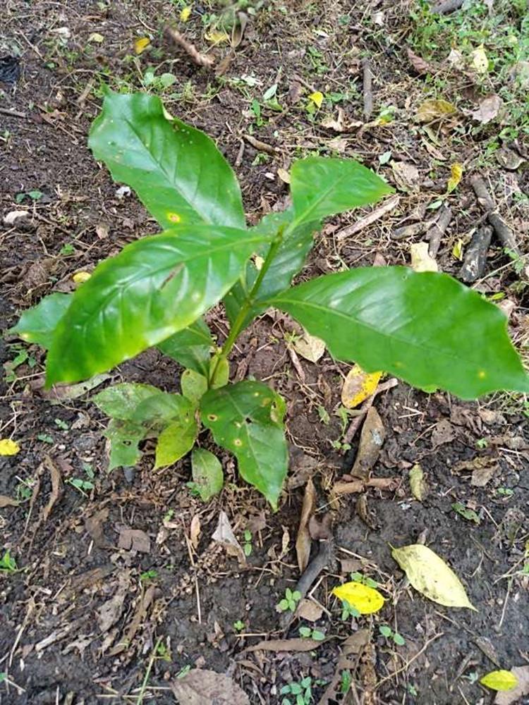 tree image
