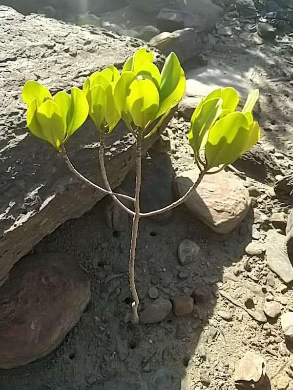 tree image