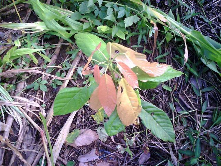 tree image