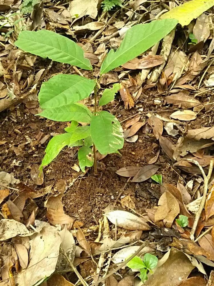 tree image