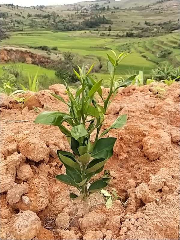 tree image