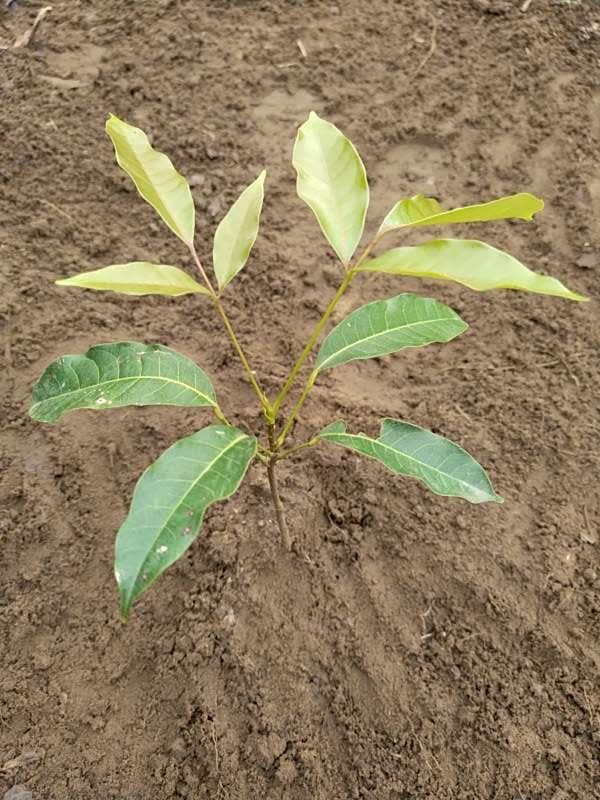 tree image