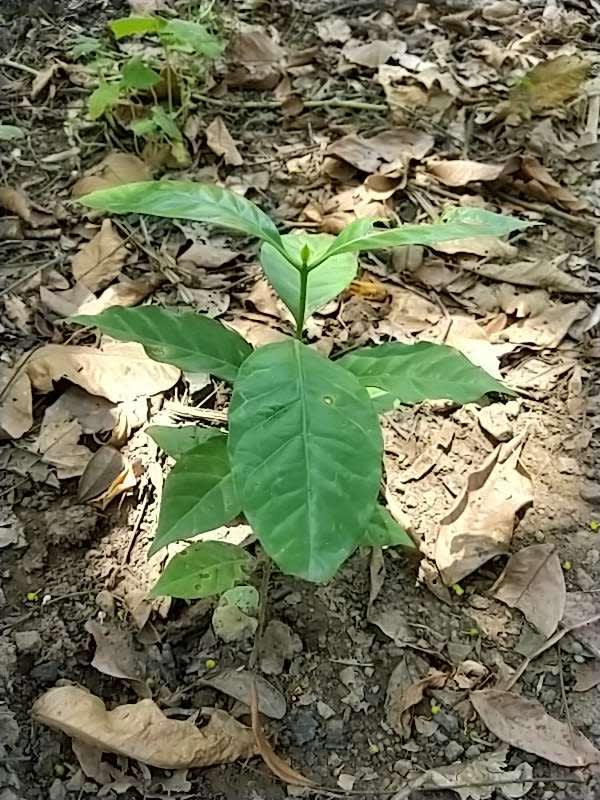 tree image