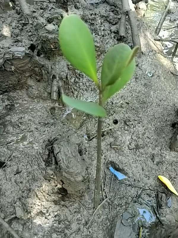 tree image