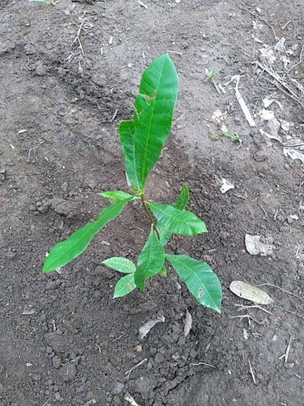 tree image