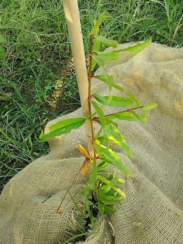 tree image
