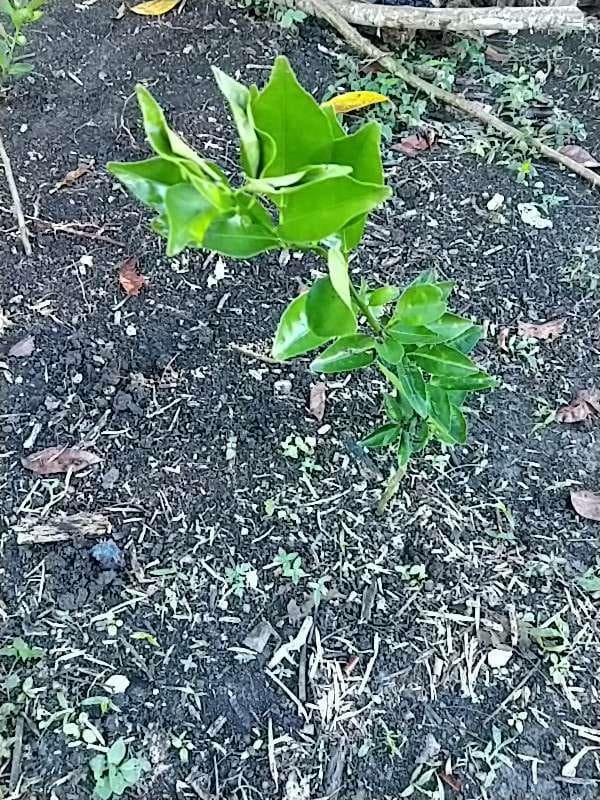 tree image