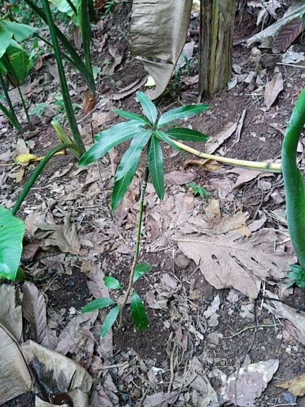 tree image