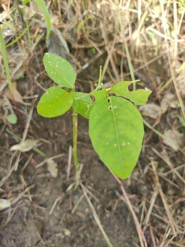 tree image