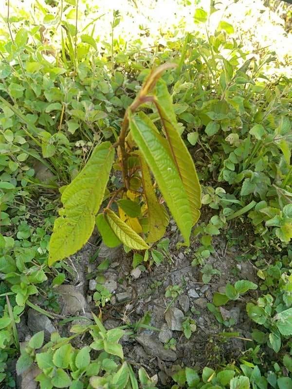 tree image